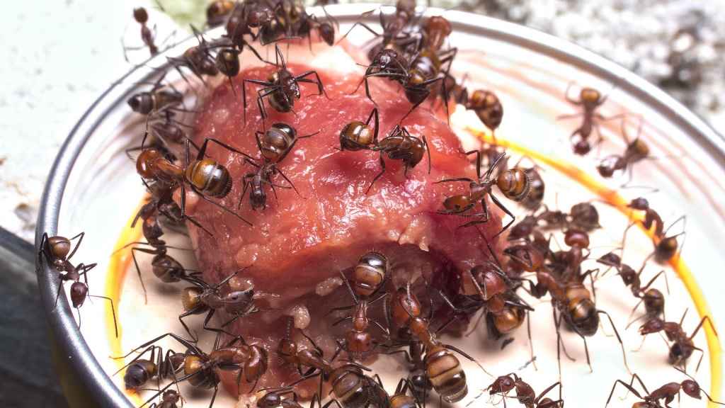 Camponotus nicobarensis Arbeiterinnen zerlegen ein Hähnchenherz