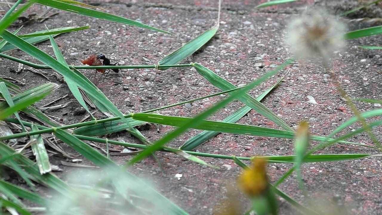 Camponotus vagus: Fleischtransport