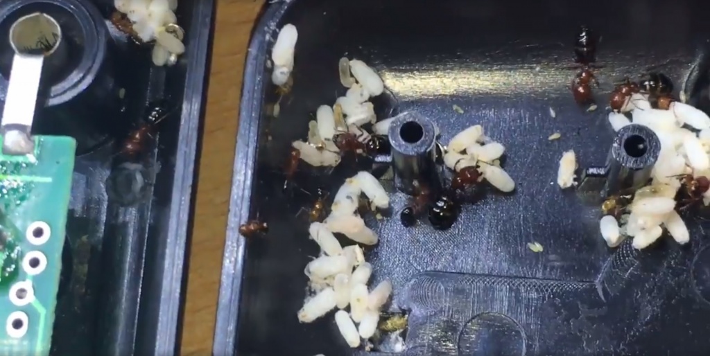 Mehrere Camponotus lateralis Arbeiterinnen und Brut leben in einem Multimeter
