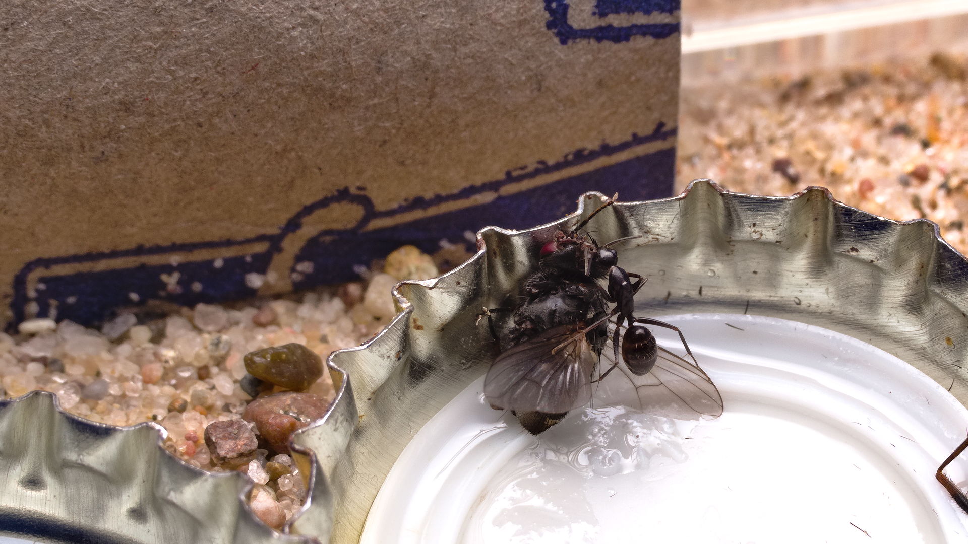 Eine Camponotus fallax Arbeiterin befindet sich auf einer Fliege.