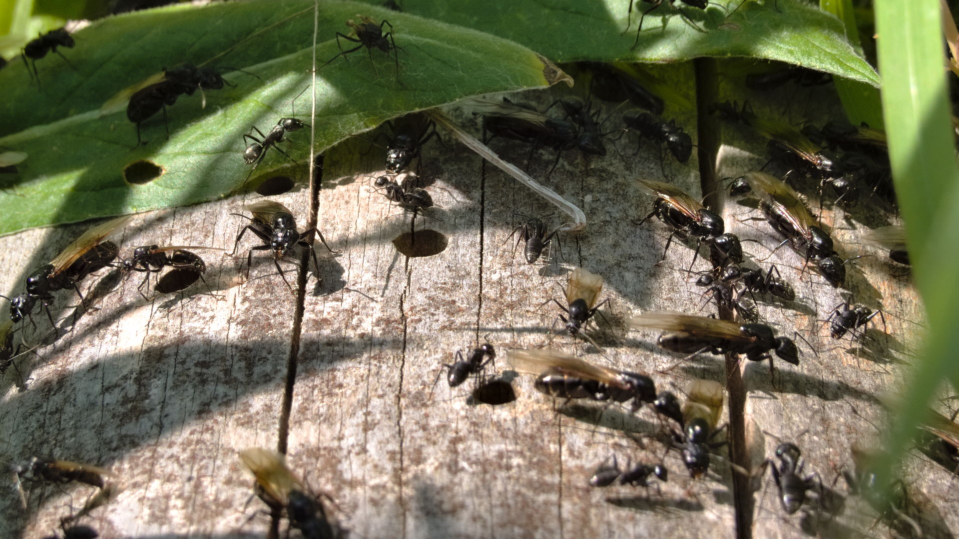 Camponotus vagus Königinnen und Männchen auf einem Stück Totholz.