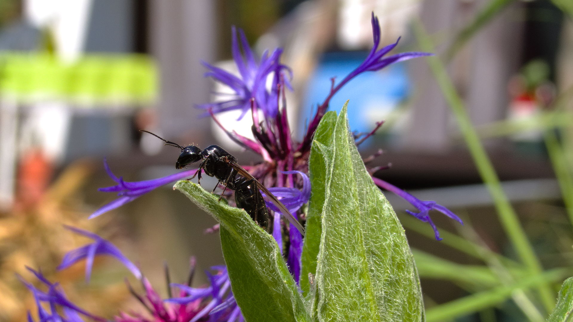 Camponotus vaugs Königin auf einer Kornblume