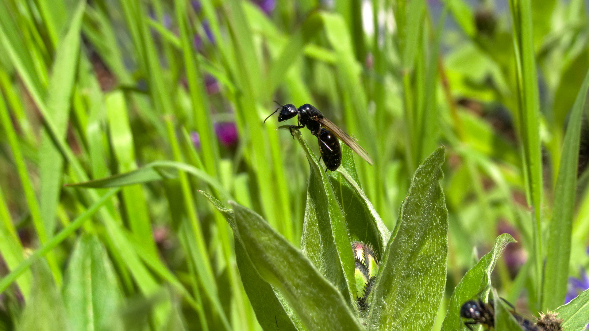 Camponotus vaugs Königin auf einer Kornblume