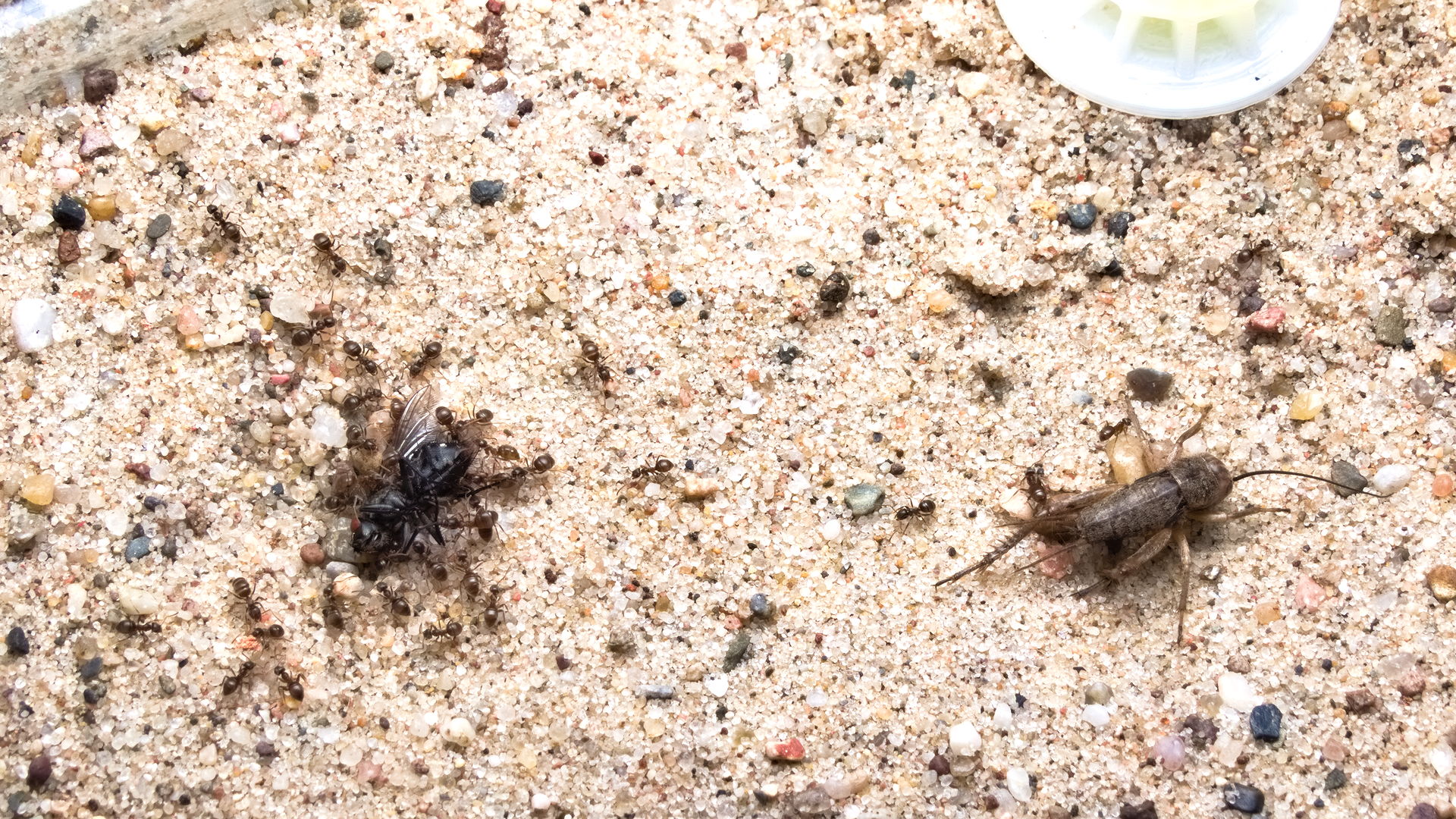 Fliege oder Grille, was schmeckt den Ameisen besser?