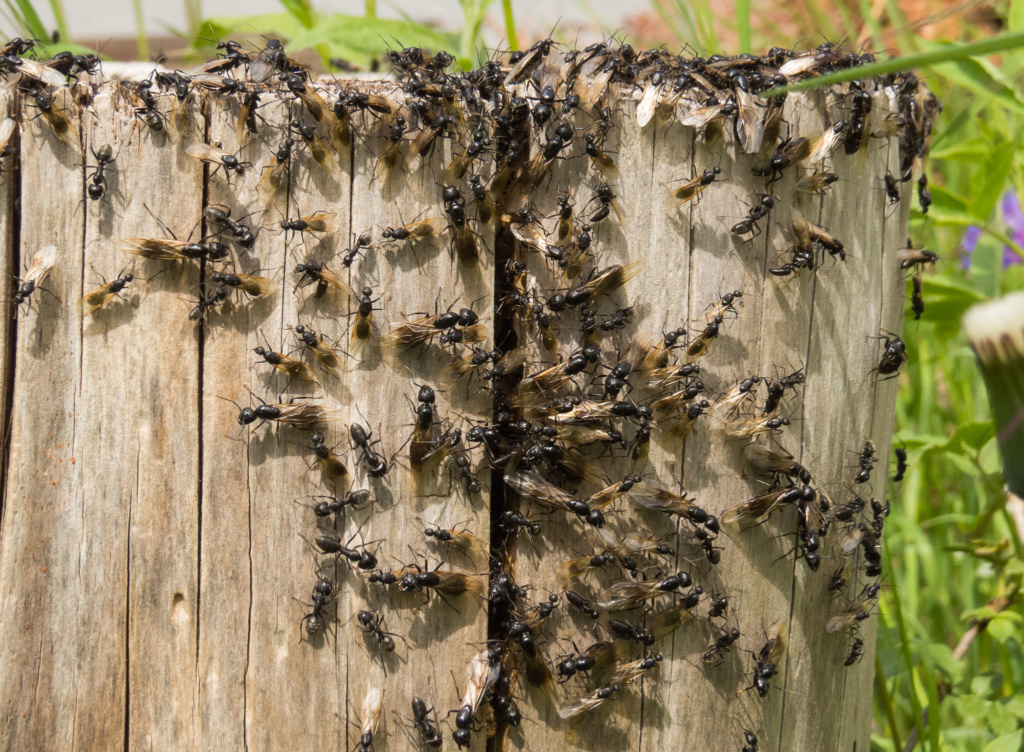 Man sieht viele geflügelte Ameisen der Art Camponotus vagus, die sich auf einen Schwarmflug vorbereiten.