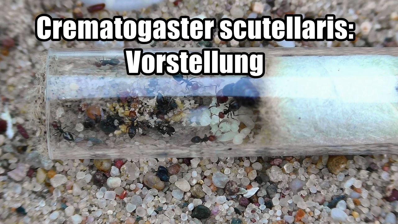 Crematogaster scutellaris: Vorstellung (Video)