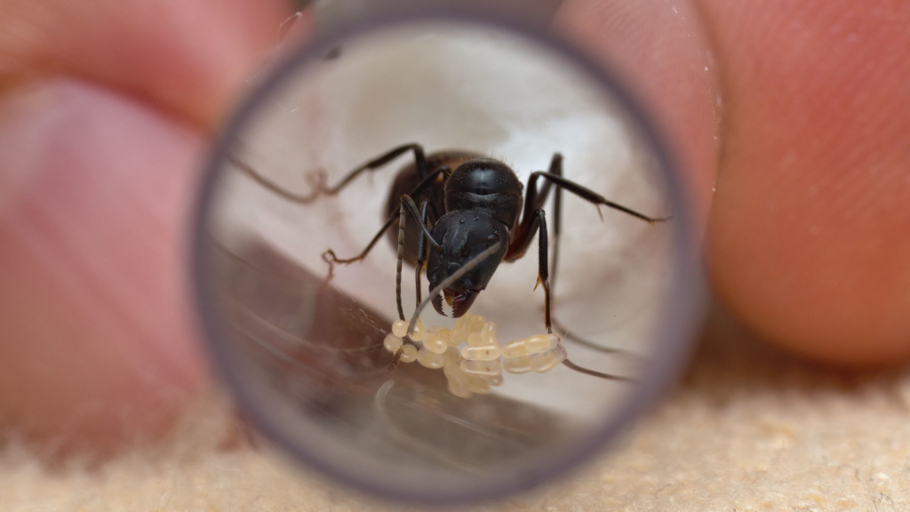 Man sieht eine Camponotus cruentatus Königin in einem Reagenzglas, die von vorne fotografiert wurde. Auch zu sehen sind die Eier, welche sie gelegt hat.