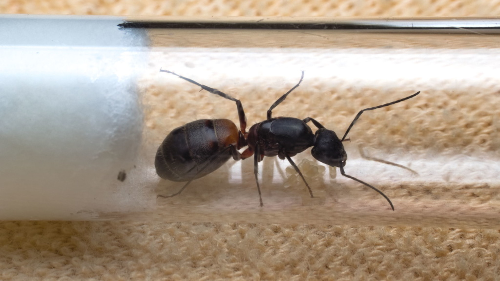 Man sieht eine Camponotus cruentatus Königin von seitlich/oben in ihrem Reagenzglasnest. Auch sieht man Eier, die sie gelegt hat