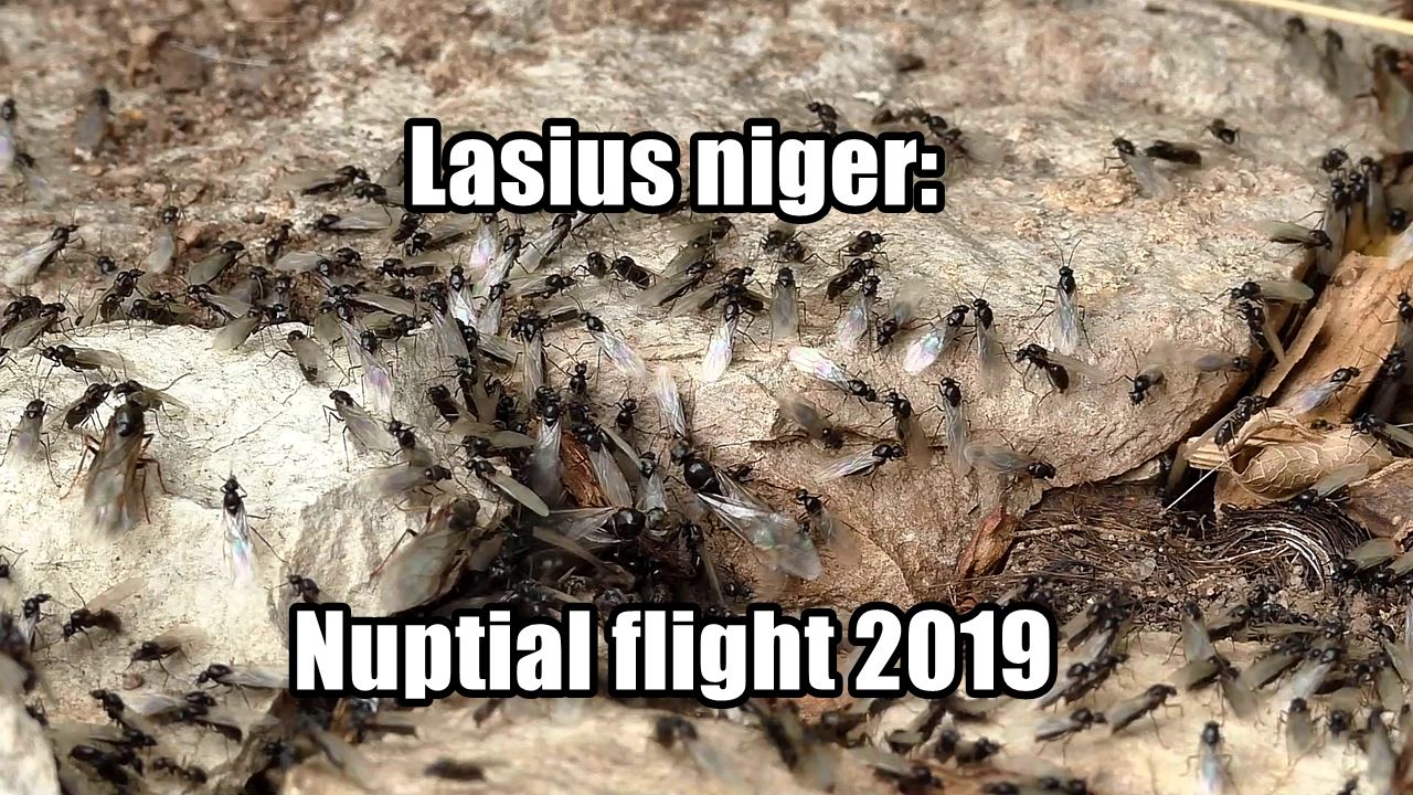 Lasius niger: Schwarmflug 2019