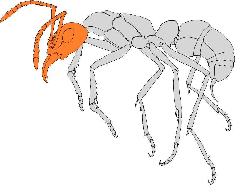 Seitenansicht einer Ameise. Der Caput (Kopf) ist farblich hervorgehoben