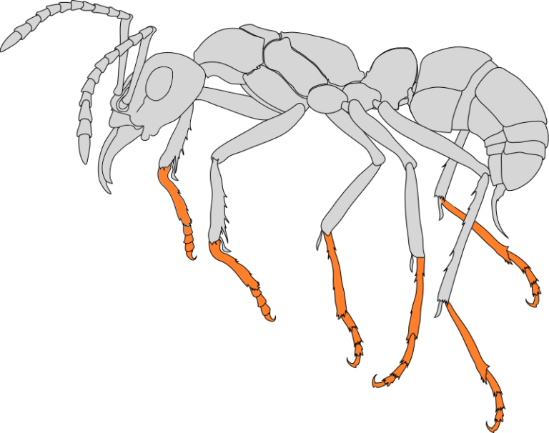 Tarsus Crazy Ants