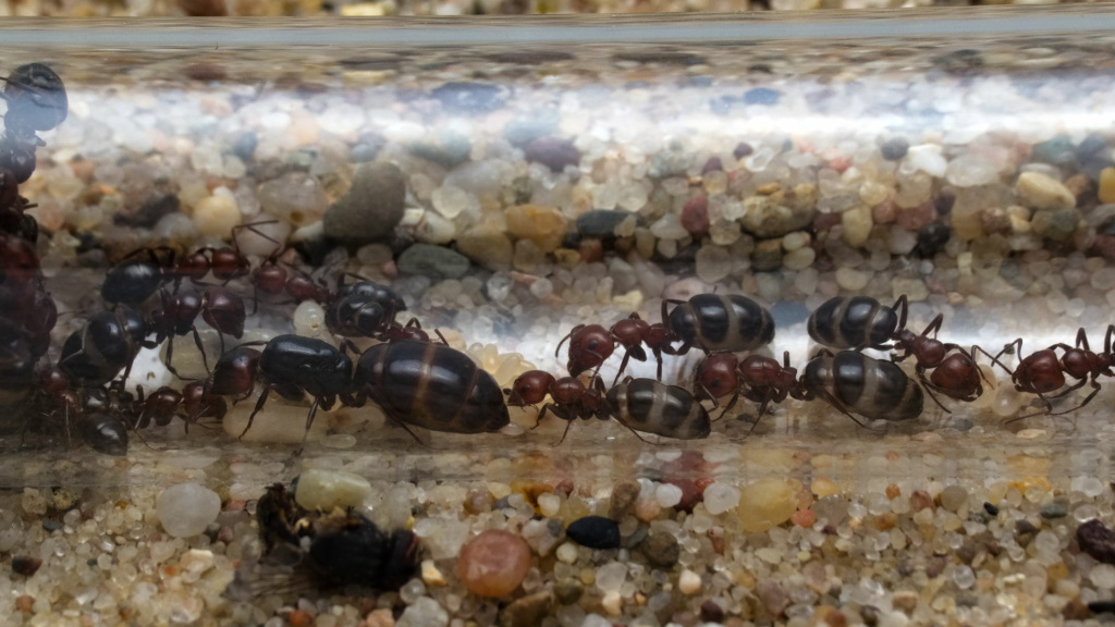 Eine kleine Camponotus lateralis Kolonie in einem Reagenzglasnest