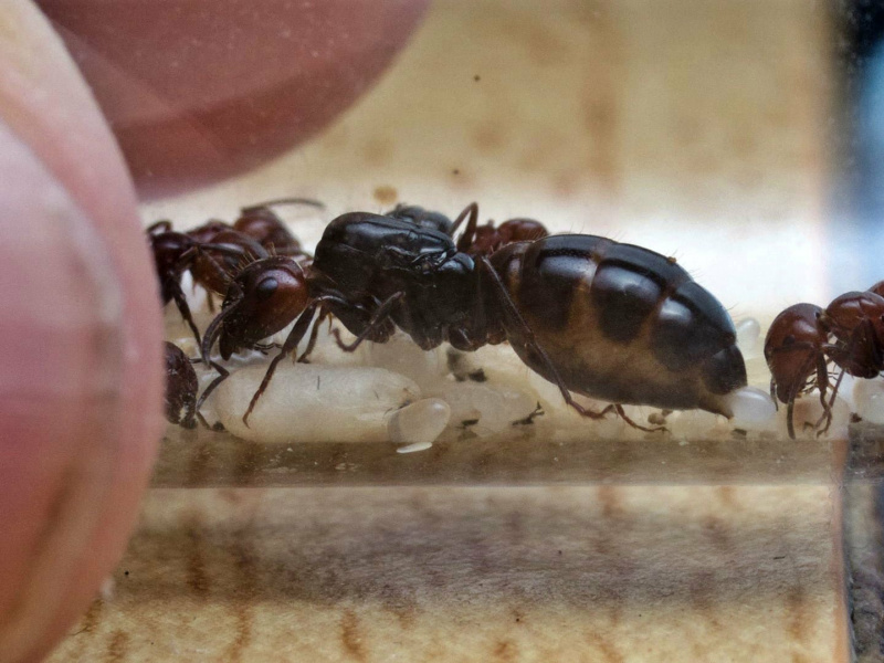 Camponotus lateralis beim Eierlegen erwischt