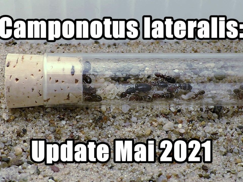 Camponotus lateralis: Update Mai 2021 (Video)