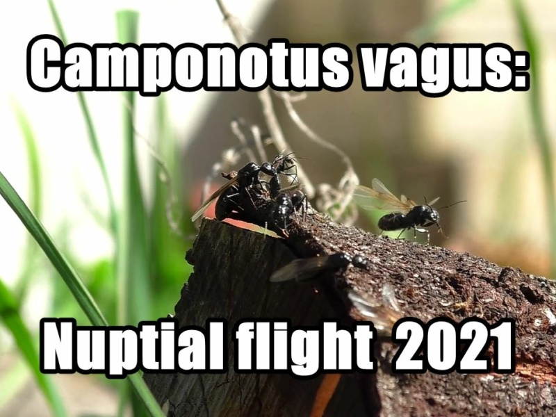 Camponotus vagus: Schwarmflug 2021 (Video)