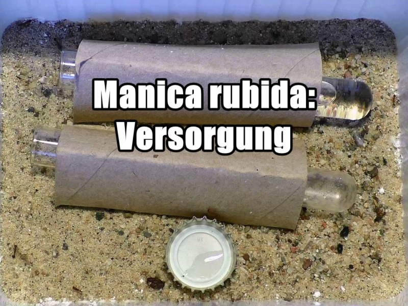 Manica rubida – Versorgung (Video)