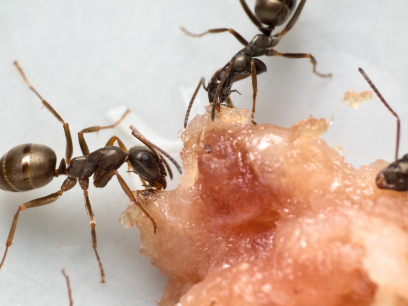 Formica fusca: Burger Patty ist lecker