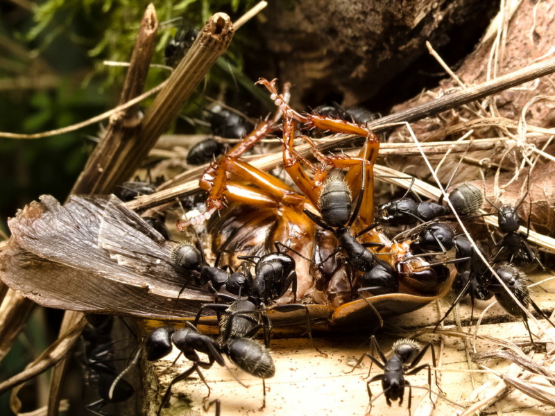 Camponotus vagus: Erste Proteinfütterung 2022