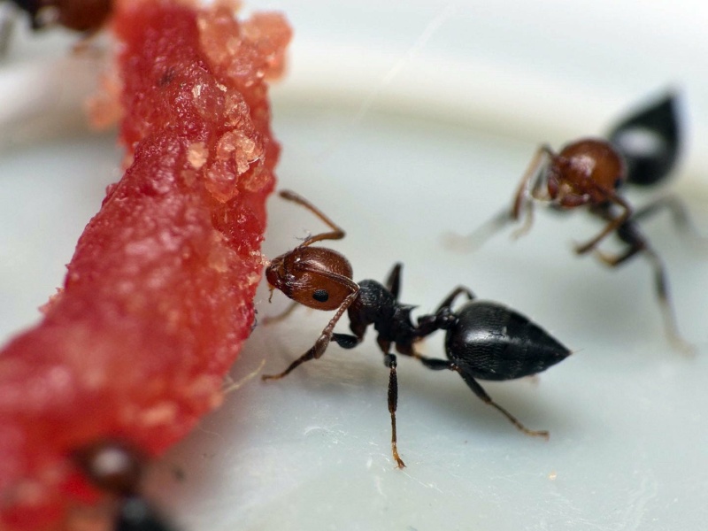 Hackfleisch eine Ergänzung zu Insekten?