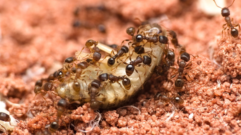 Arbeiterinnen der Ameisenart Tetramorium sp (caespitum/impurum Komplex) zerlegen eine Waldschabe (Blaptica dubia) Nymphe