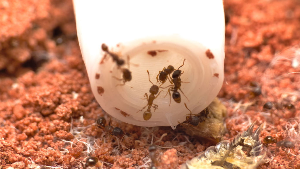 Arbeiterinnen der Ameisenart Tetramorium sp (caespitum/impurum Komplex) gehen aus dem Nest und wieder hinein