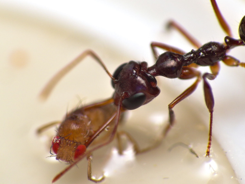 Myrmoteras binghamii: Arbeiterin erbeutet eine Fruchtfliege