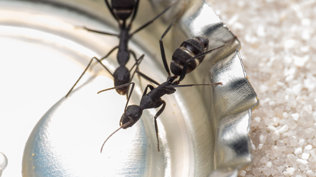 Camponotus cruentatus Arbeiterin trinkt Zuckerwasser aus einem Kronkorken