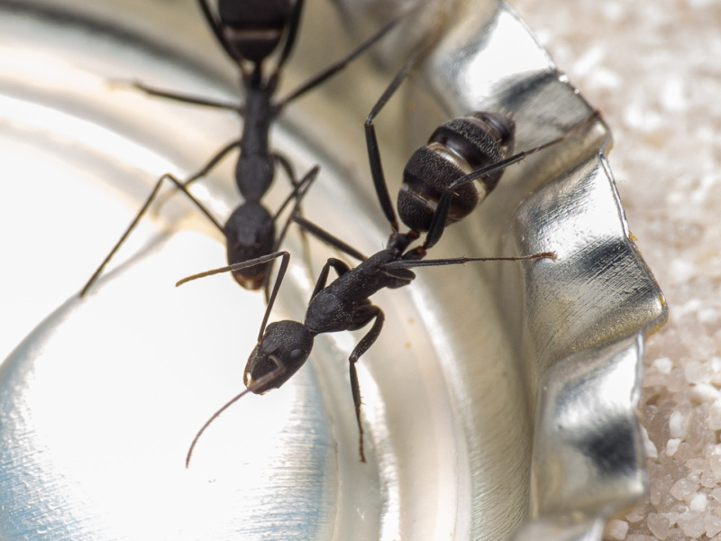 Camponotus cruentatus: Arbeiterin trinkt Zuckerwasser