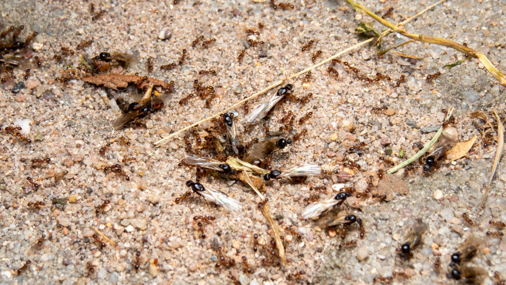 Ameisen Geschlechtstiere der Gattung Tetramorium.