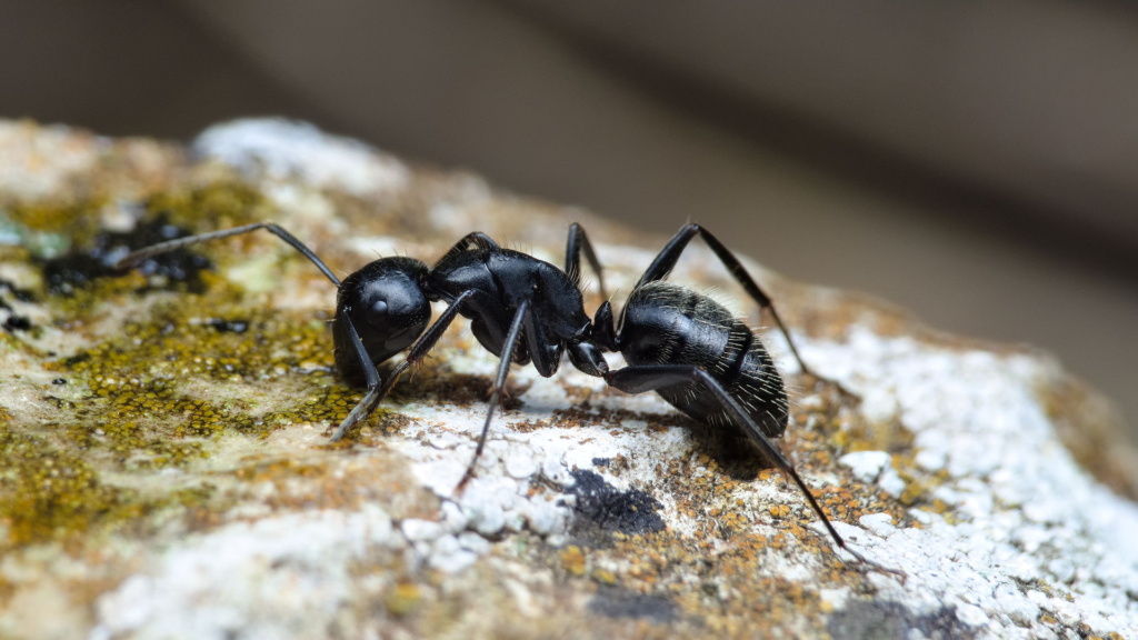 Media-Arbeiterin der Ameisenart Camponotus vagus beim Trinken von Zuckerwasser.