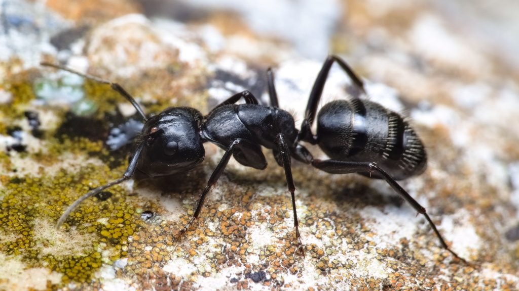 Major-Arbeiterin der Ameisenart Camponotus vagus beim Trinken von Zuckerwasser. Am Kopf befindet sich eine kleine bräunliche Milbe.