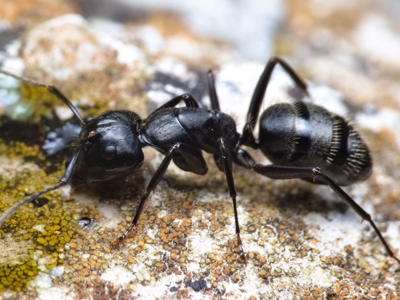 Milbenfund bei Camponotus vagus