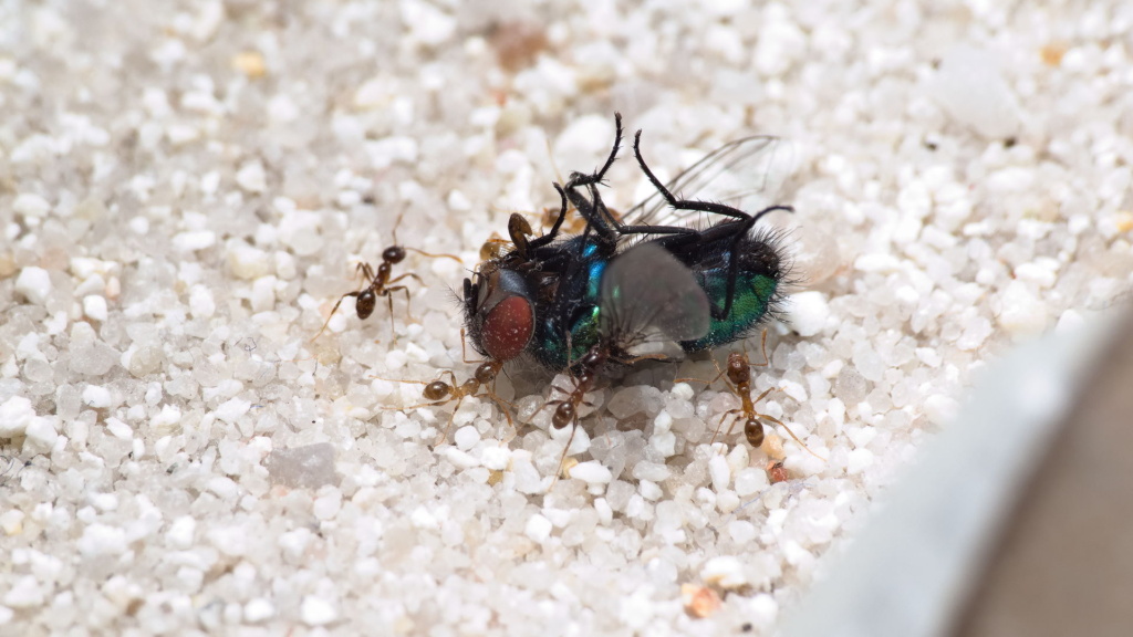 Pheidole pallidula Arbeiterinnen fressen eine Goldfliege.