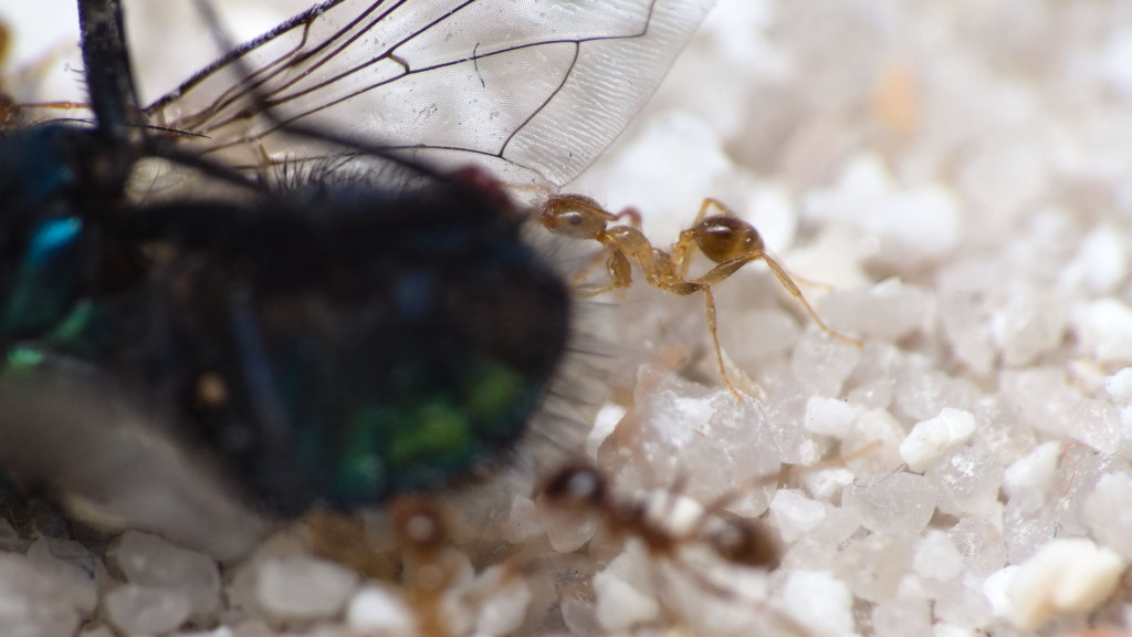 Nahaufnahme einer Pheidole pallidula Arbeiterin, die die einen Flügel der Goldfliege mit ihren Mandibeln festhält.