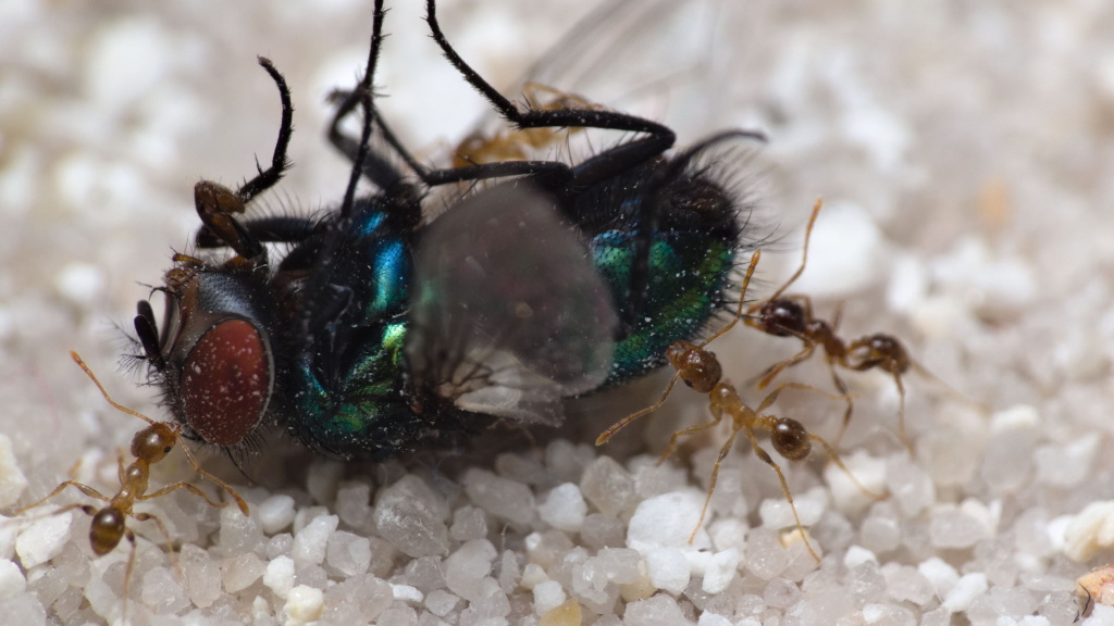 Pheidole pallidula Arbeiterinnen fressen eine Goldfliege.