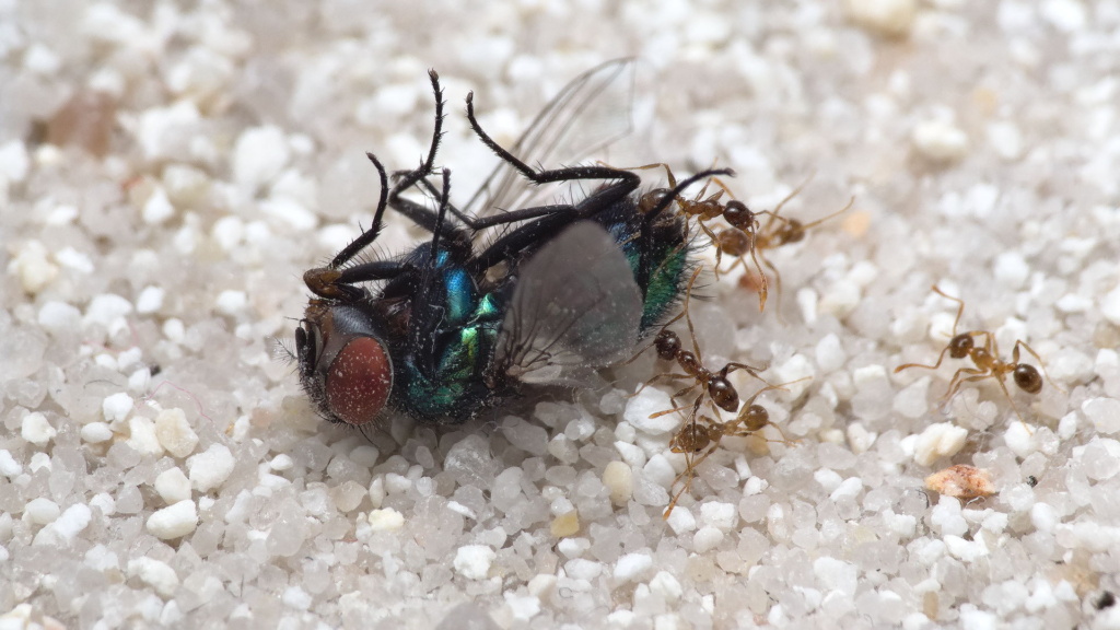 Pheidole pallidula Arbeiterinnen fressen eine Goldfliege.