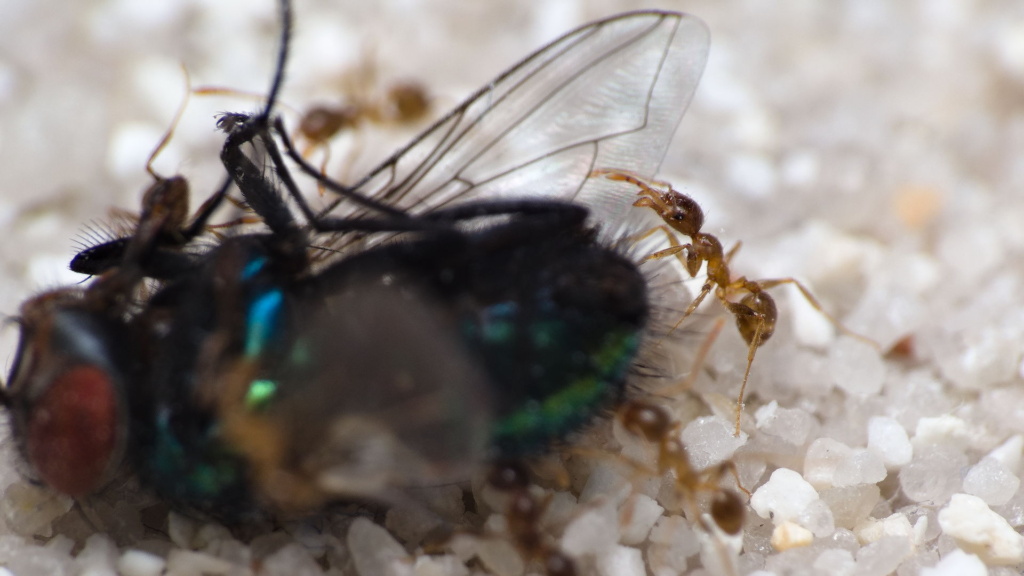 Nahaufnahme einer Pheidole pallidula Arbeiterin, die die einen Flügel der Goldfliege mit ihren Mandibeln festhält.