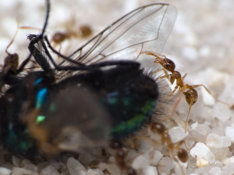 Pheidole pallidula: Wiedereinstieg