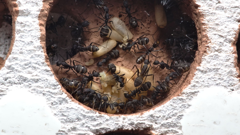 Nahansicht einer Kammer im Nest der Camponotus cruentatus Kolonie.
