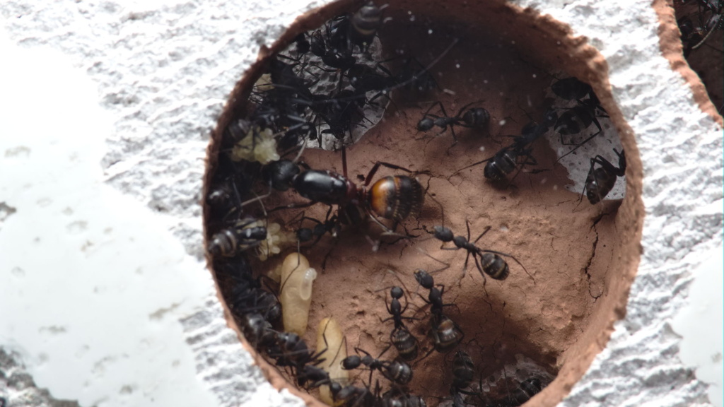 Nahansicht einer Kammer im Nest der Camponotus cruentatus Kolonie. Man sieht die Königin.