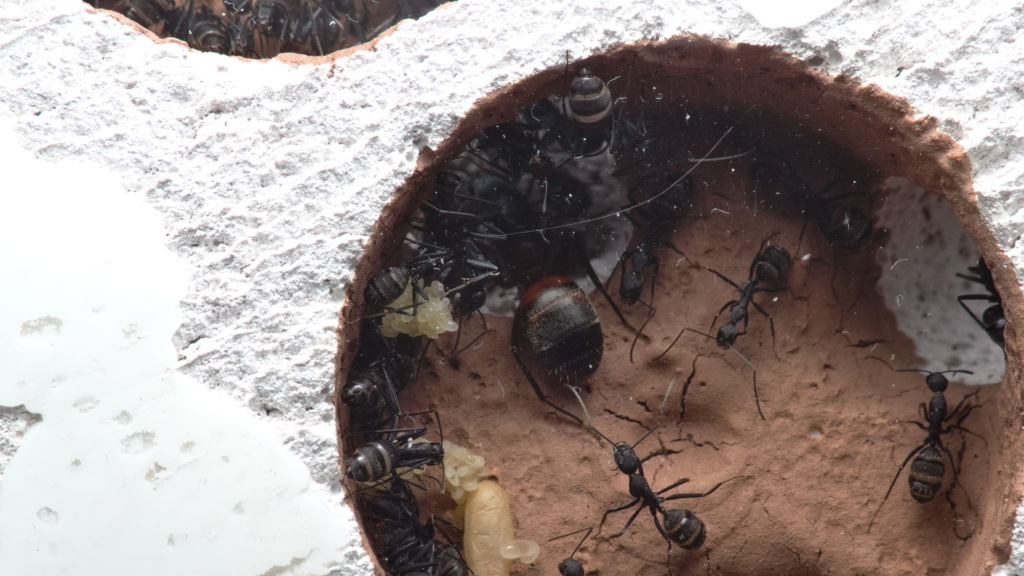 Nahansicht einer Kammer im Nest der Camponotus cruentatus Kolonie. Man sieht das Hinterteil (Gaster) der Königin bevor sie in einem Tunnel verschwindet.