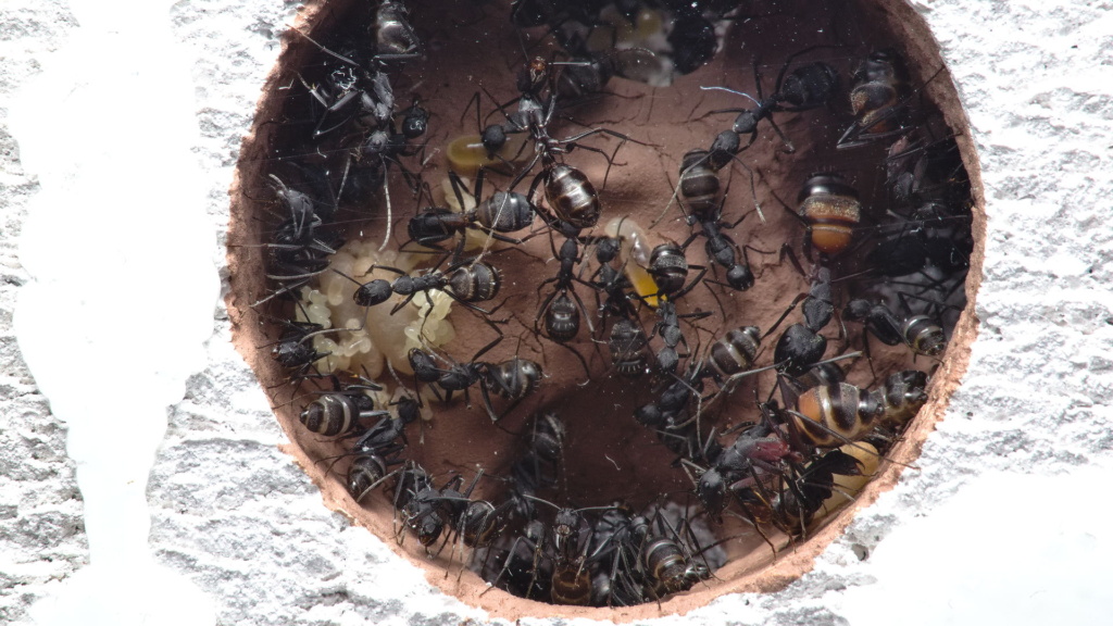 Nahansicht einer Kammer im Nest der Camponotus cruentatus Kolonie. Man erkennt viele Arbeiterinnen und Brut in allen Stadien, insbesondere viele kleine Larven und Eier.