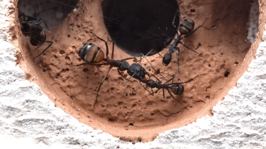 Foto von zwei Arbeiterinnen der Art Camponotus cruentatus, die Nahrung miteinander austauschen (Trophallaxis).