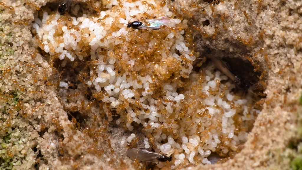 Brutkammer einer Solenopsis fugax Kolonie. Man erkennt unzählige Puppen und viele Arbeiterinnen. Dazwischen sieht man auch zwei deutlich größere Männchen mit Flügeln.