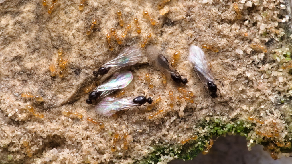 Ein Stein, mit dem eine Nestkammer der Solenopsis fugax Ameisen bedeckt war. Man erkennt einige Arbeiterinnen und 5 deutlich größere Männchen mit Flügeln.