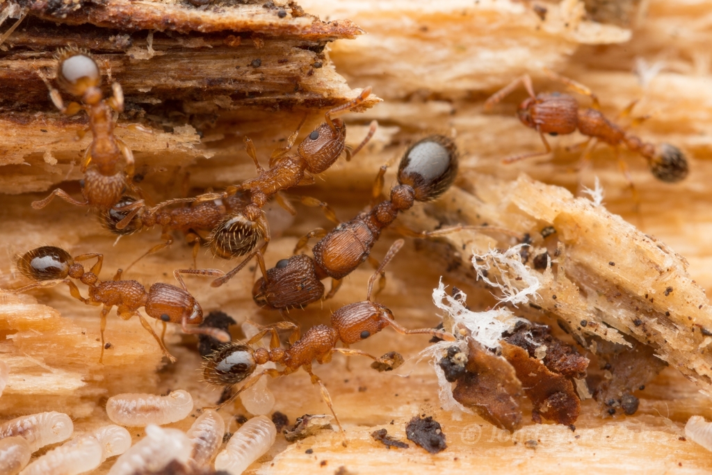 Tetramorium bicarinatum Kolonie in einem Holznest