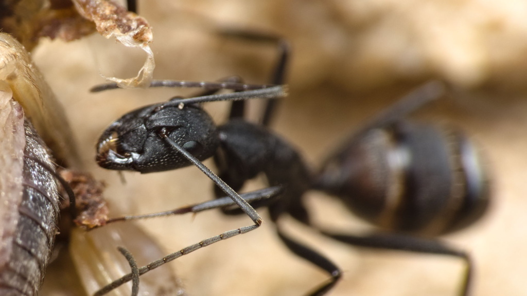 Nahansicht einer Camponotus cruentatus Arbeiterin