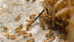 Nahaufnahme einiger Solenopsis fugax Arbeiterinnen, die den Fühler der toten Steppengrille begutachten.