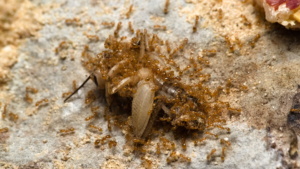 Sehr viele Arbeiterinnen der Ameisenart Solenopsis fugax fressen eine tote Steppengrille