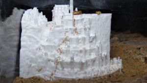 Foto von dem 3D-Modell von Minas Tirith im Ameisen Formikarium von vorne.